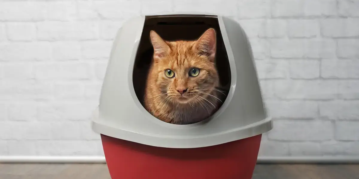 Best Cat Litter Box for Odor Control Buying Guide simplecatguide