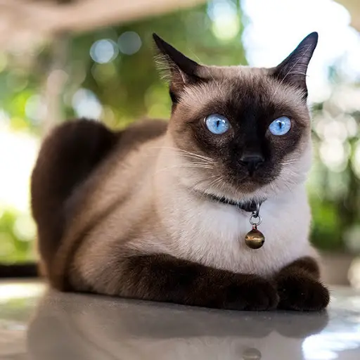 Siamese cat – blog