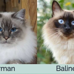 Birman Vs. Balinese - Is There A Difference?