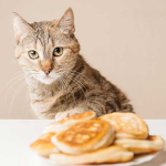 Can cats eat Pancakes?