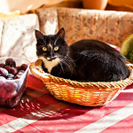 Can cats eat plums?