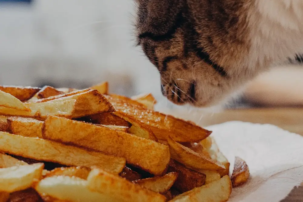 Can cats have French fries?