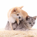 Chihuahuas Vs. Cats - Which Are Better Pets?