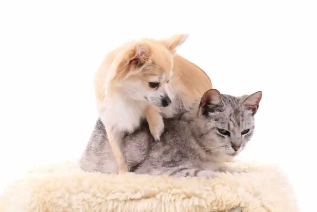 Chihuahuas Vs. Cats - Which Are Better Pets?