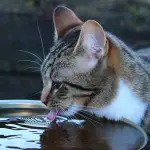 Do Cats Like Cold Water?