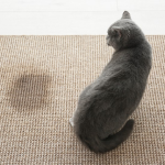 Do Cats Pee When Scared?