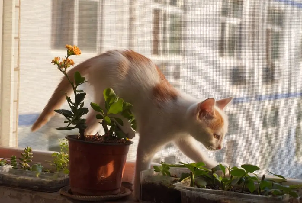How To Keep Cats From Pooping In House Plants?