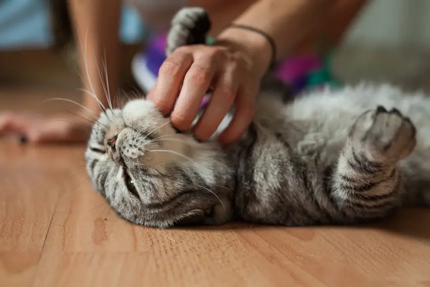how to tickle a cat