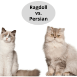 Ragdoll Vs. Persian Cat Breed