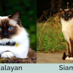 Siamese vs Himalayan Cat