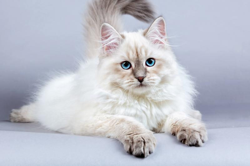 Siberian Cat Vs. Ragdoll -