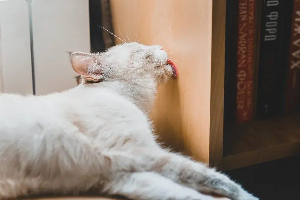 Why Do Cats Lick The Wall?