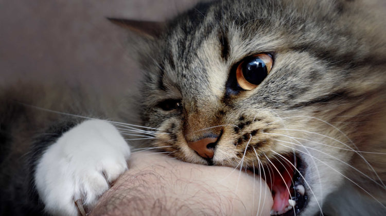 Why Do Cats Rub their Teeth on You?