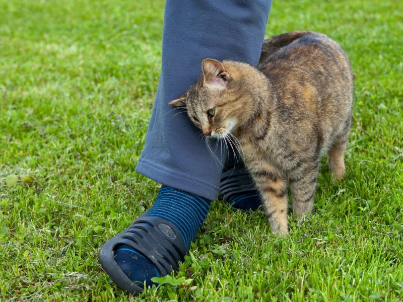 Why Do Stray Cats Rub Against Your Legs?